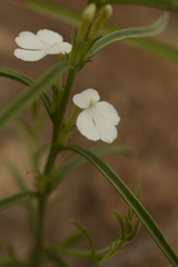 Striga densiflora