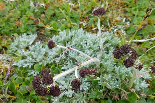 purple wormwood (Artemisia globularia)