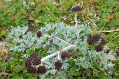 Artemisia globularia