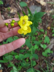 Aureolaria grandiflora