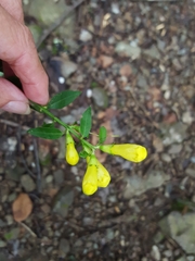 Aureolaria grandiflora
