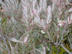 Acrothamnus suaveolens