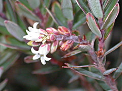 Acrothamnus suaveolens