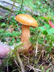 Suillus plorans