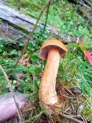 Suillus plorans