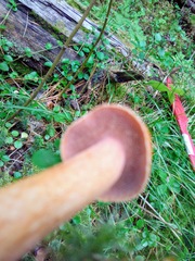 Suillus plorans