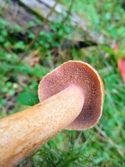 Suillus plorans