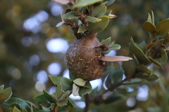 Protobalandricus spectabilis