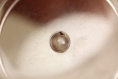 Synageles occidentalis