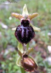 Ophrys sphegodes passionis