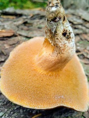Suillus plorans