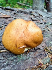 Suillus plorans