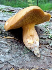 Suillus plorans