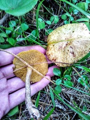 Suillus sibiricus