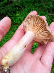Lactarius flexuosus
