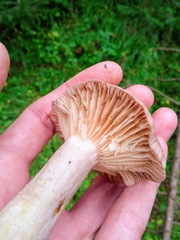 Lactarius flexuosus
