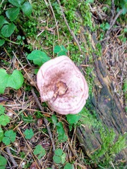 Lactarius flexuosus