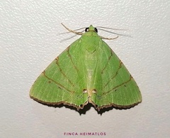 Eulepidotis ilirias