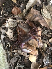 Geothelphusa tenuimanus