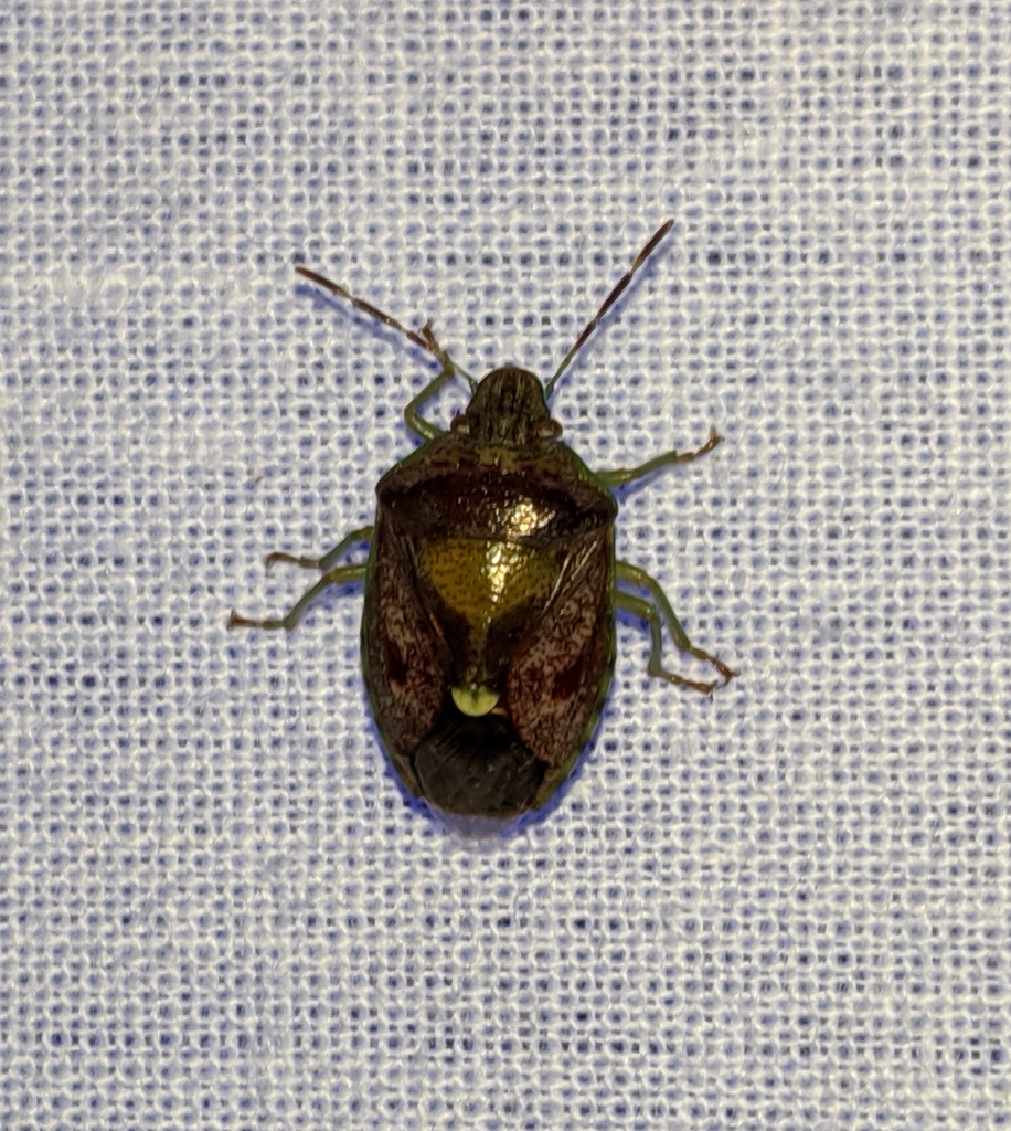 Muddy Stink Bug