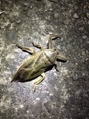 Lethocerus patruelis