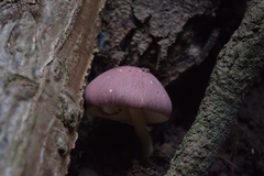 Leucoagaricus lilaceus