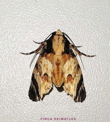 Drobeta