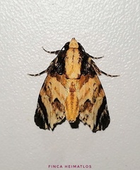 Drobeta