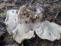 Phellodon violascens