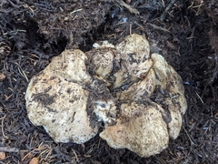 Phellodon violascens