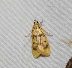 Furcivena strigiferalis
