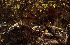 Panthera pardus fusca