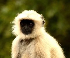 Semnopithecus entellus