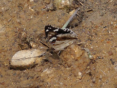 Junonia oenone oenone