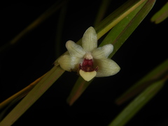 Dendrobium malbrownii