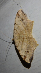 Macaria notata