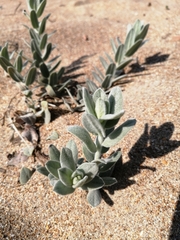 Convolvulus persicus