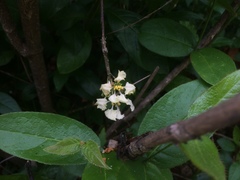 Malpighia woodburyana