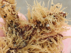 Abietinaria