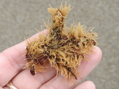 Abietinaria