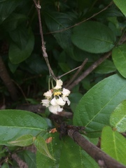 Malpighia woodburyana