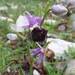 Ophrys argolica biscutella - Photo (c) Stefano Doglio, alguns direitos reservados (CC BY-NC), uploaded by Stefano Doglio