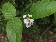 Malpighia woodburyana