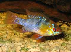Ram Cichlid photo 4