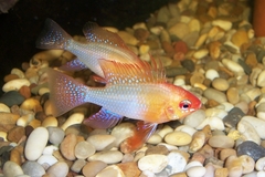 Ram Cichlid photo 5