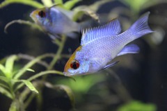 Ram Cichlid photo 3