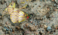 Catasticta ctemene