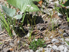 Valeriana saxatilis