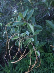 Capparis cynophallophora