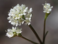 Valeriana saxatilis